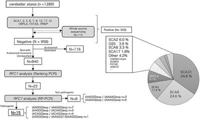 Genetic and clinical features of cerebellar ataxia with RFC1 biallelic repeat expansions in Japan